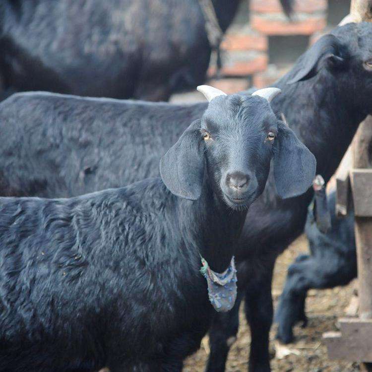 黑山羊价格多少钱一只2021年黑山羊价格走势预测