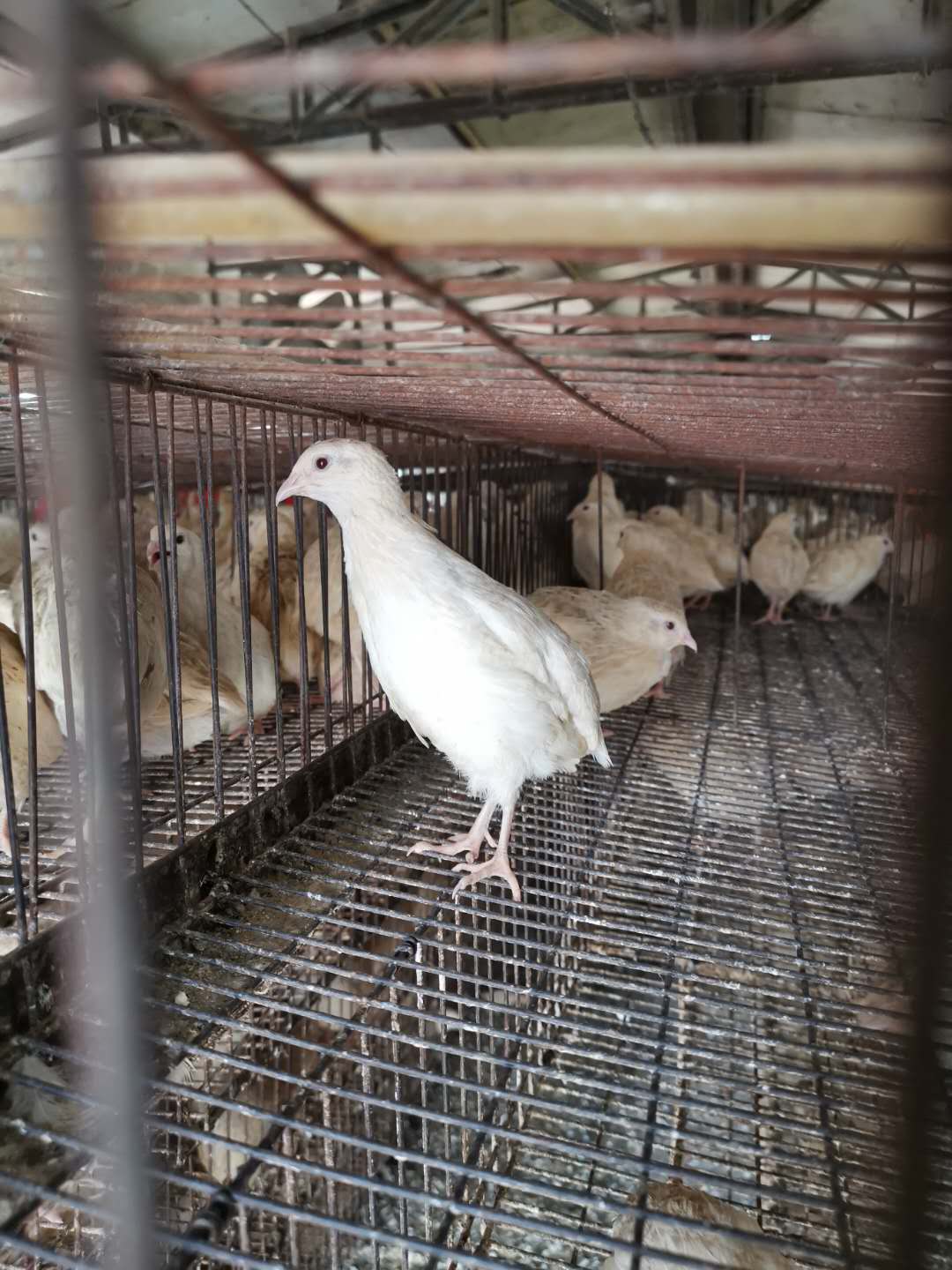 白羽鹌鹑的养殖方法朝鲜鹌鹑苗