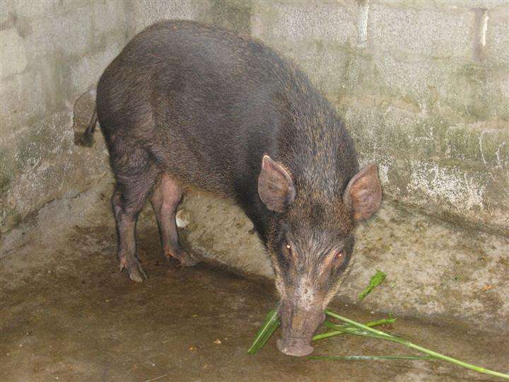 野猪苗养殖小贴士一,公猪需要进行饲养,给公猪选择性繁殖,然后配种.