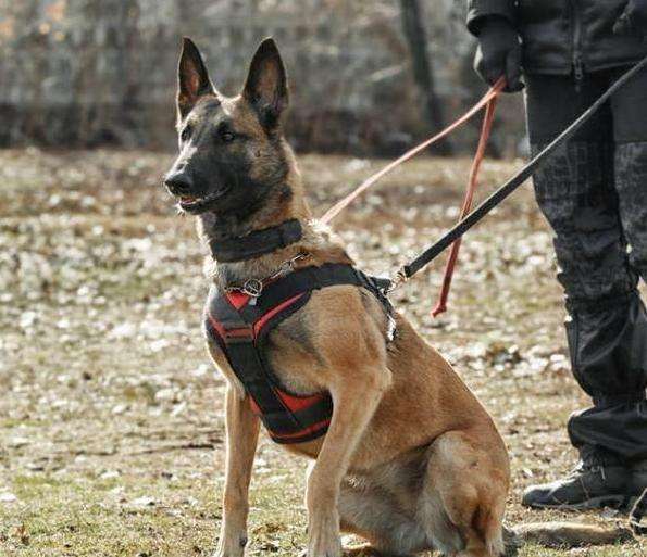 唐海三个月左右的爆红马犬犬价格引进多少钱一只划算