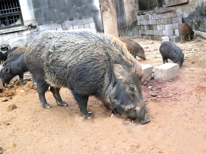 安徽那边野猪繁殖率相对较低,一个年出栏1500万头,仅自产的人饲养时就