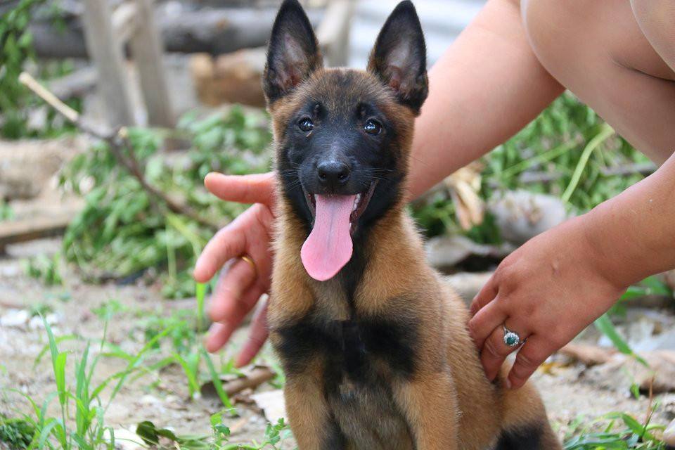 纯种马犬图片家养的马犬在哪里能买到卓越服务