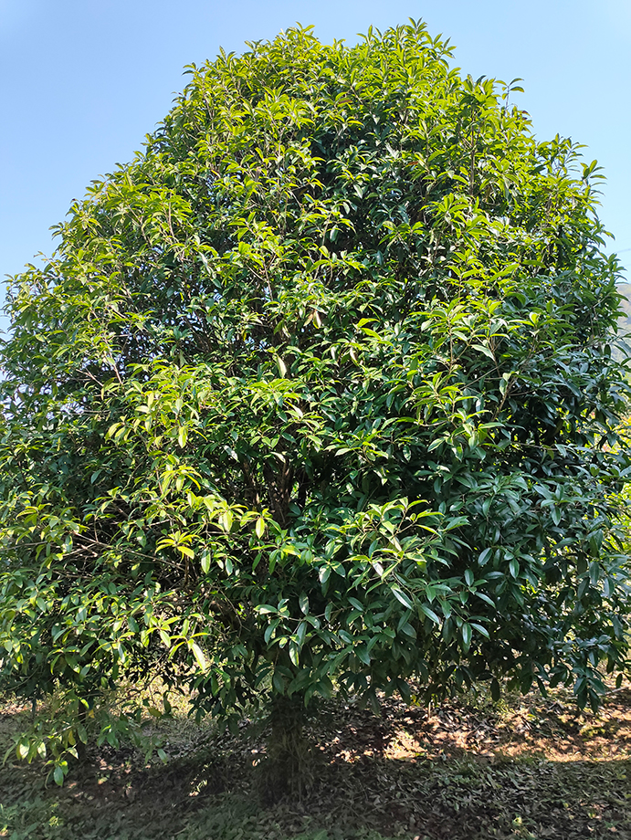 甘肃14公分桂花树树苗