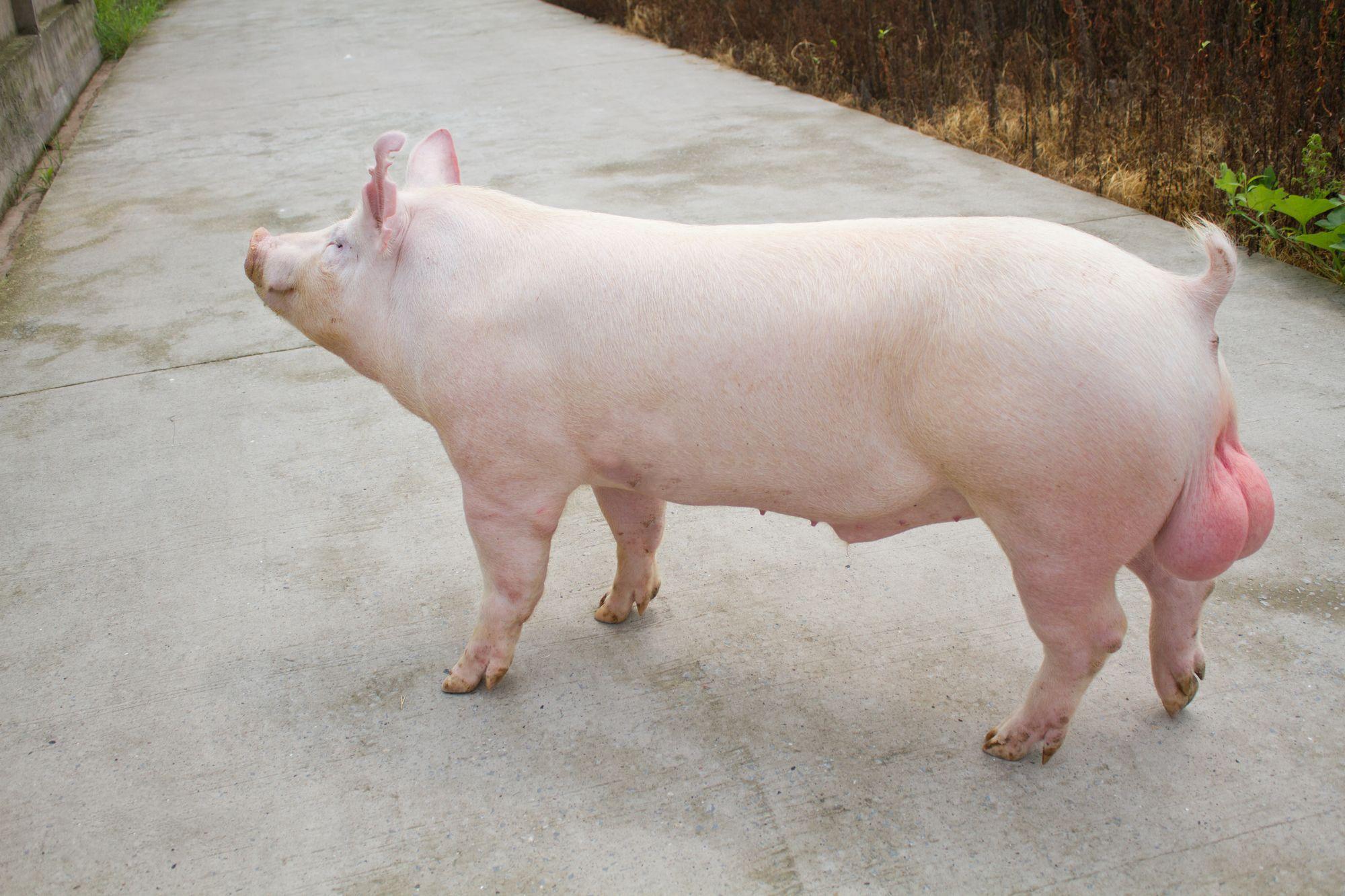 大白猪母猪价格成年大白猪多少钱一只