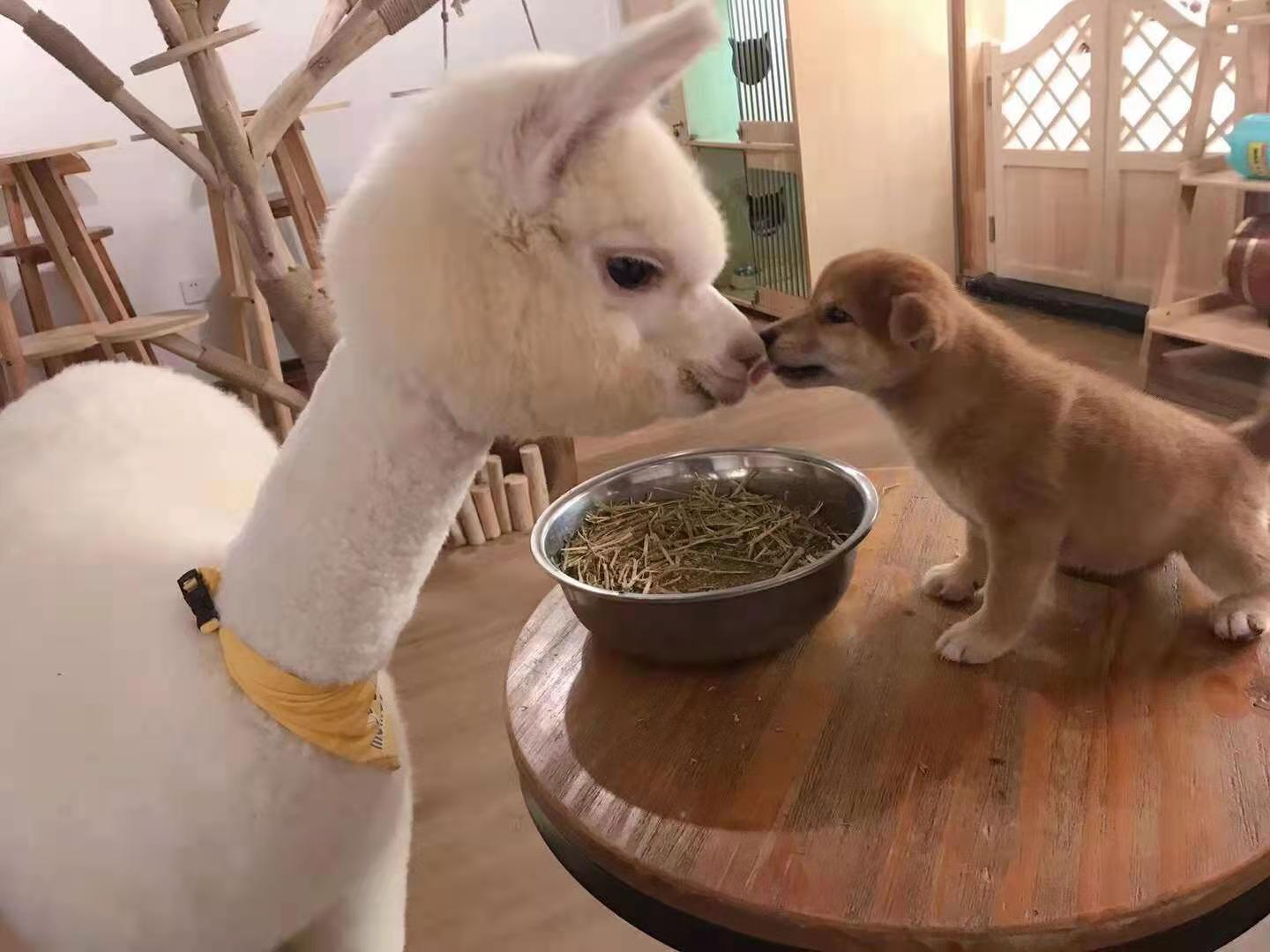 抚州一岁的羊驼多少钱一个羊驼幼崽