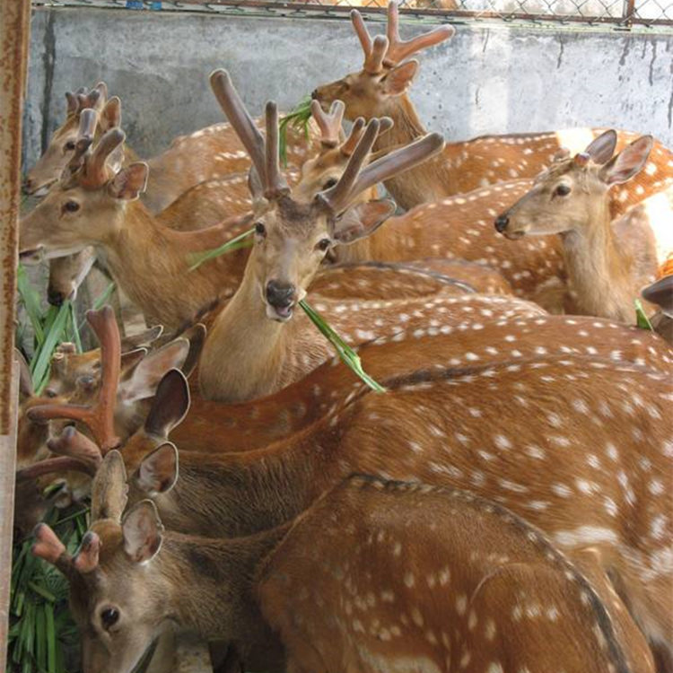 鸡西梅花鹿养殖基地在哪哪里有卖梅花鹿鹿仔的