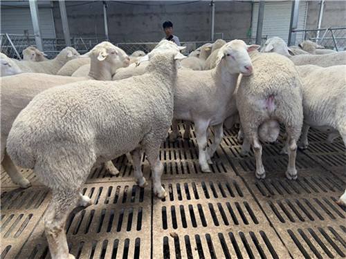 澳洲白绵羊养殖价格澳洲白绵羊品种价格