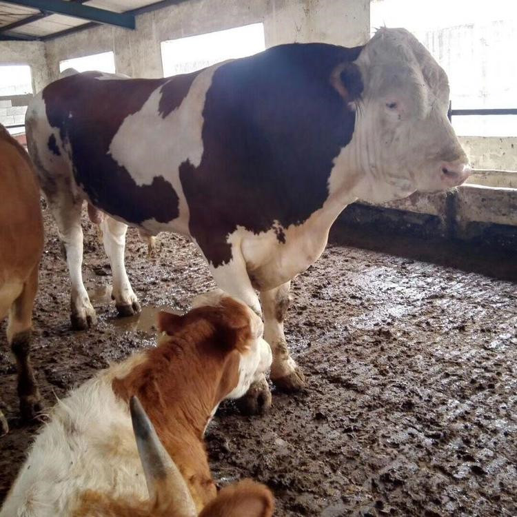 乡西门塔尔牛种牛价格多少钱西门塔尔牛小牛犊养殖场地址