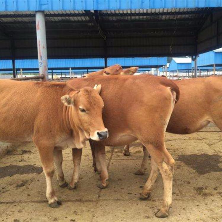 改良黄牛养殖场土黄牛的价格是多少一斤