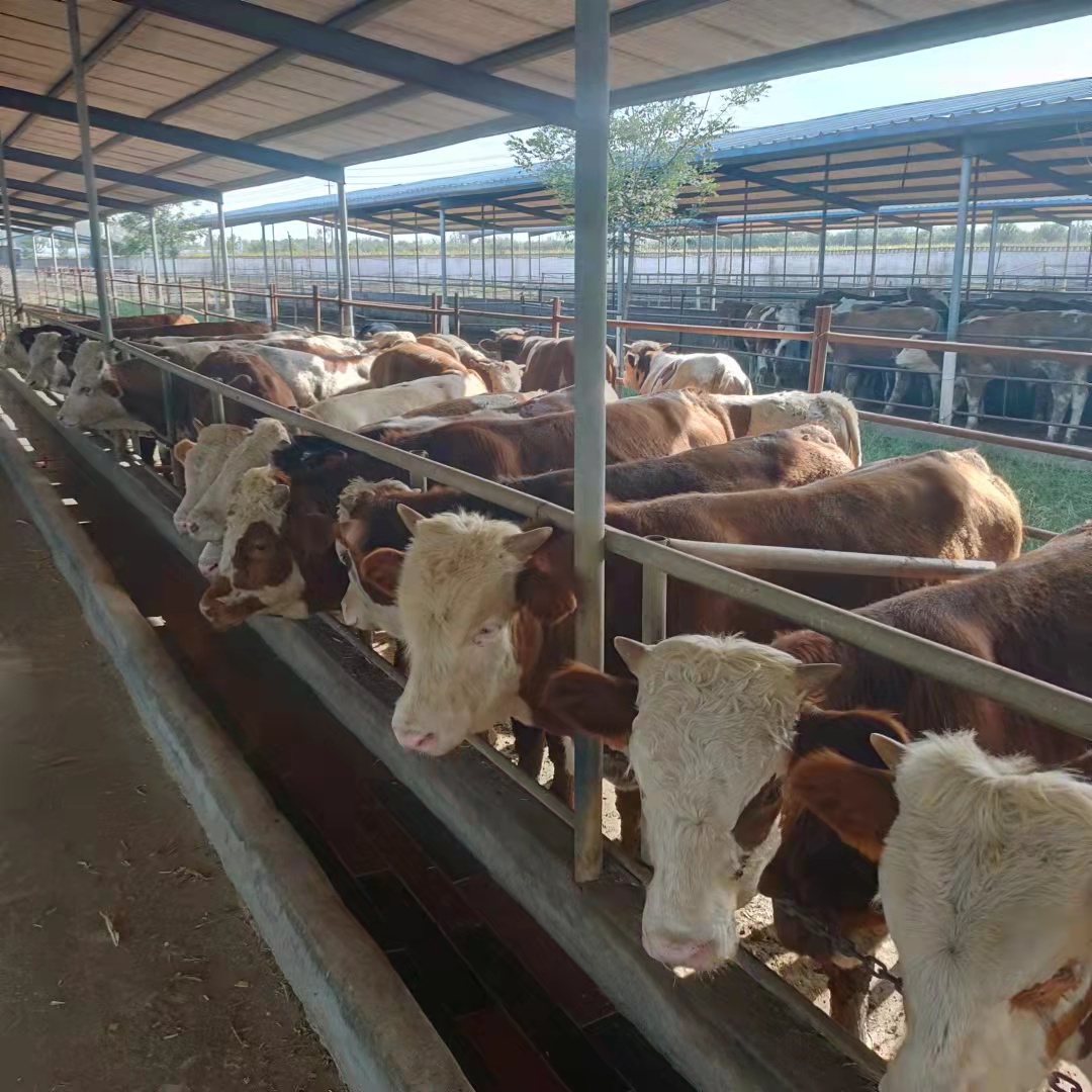 哪里有卖西门塔尔牛西门塔尔牛养殖前景利润分析西门塔尔牛大型养殖