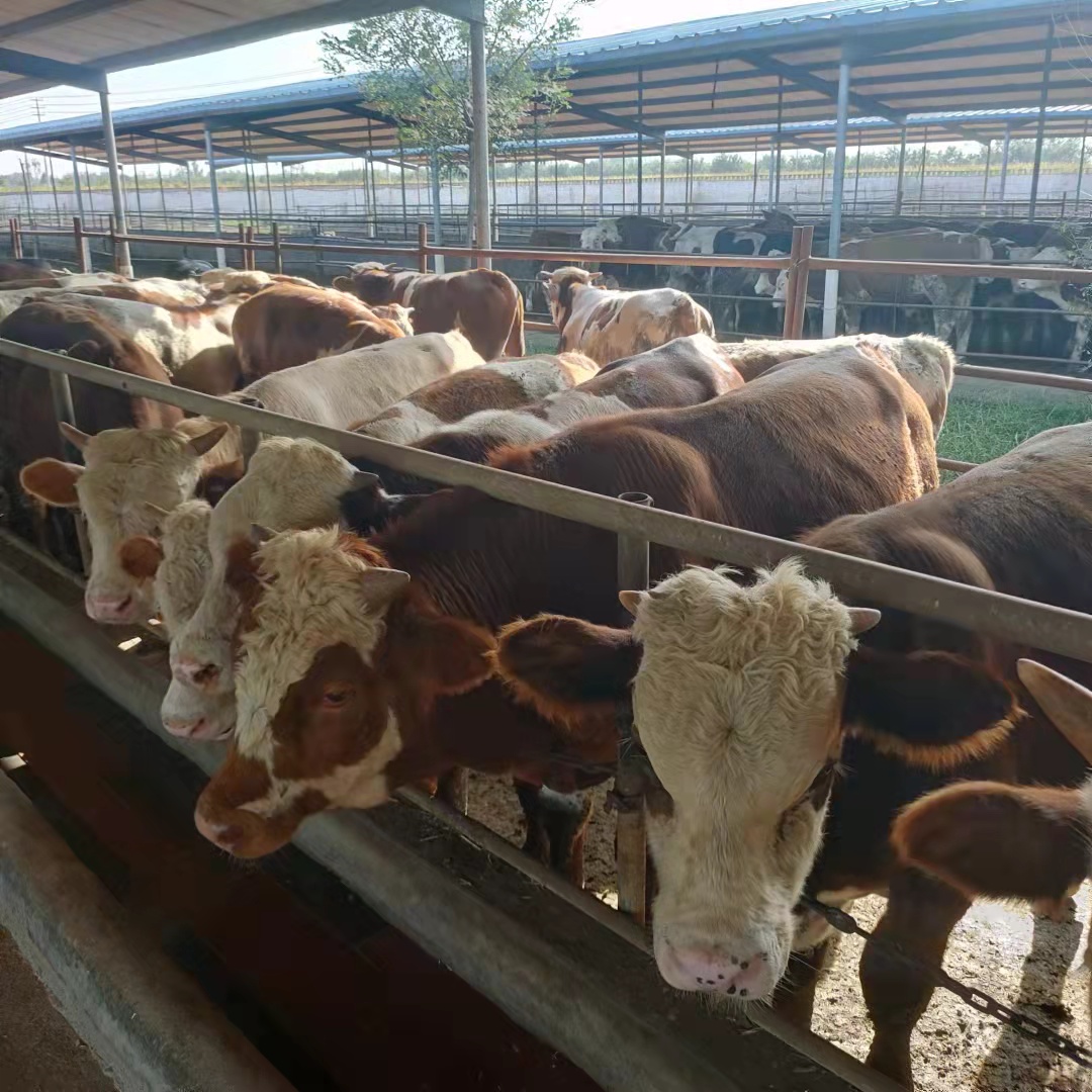 西门塔尔牛养殖场西门塔尔牛种公牛什么价格