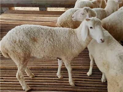 散养澳洲白绵羊种羊价格澳洲白绵羊养殖场推荐