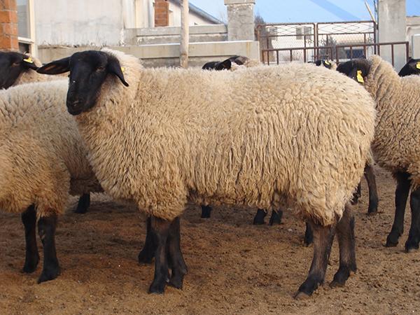 广州萨福克羊图片萨福克羊养殖效益怎么样-助农畜牧