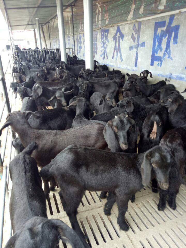 缙云黑山羊种羊养殖基地黑山羊的市场价格