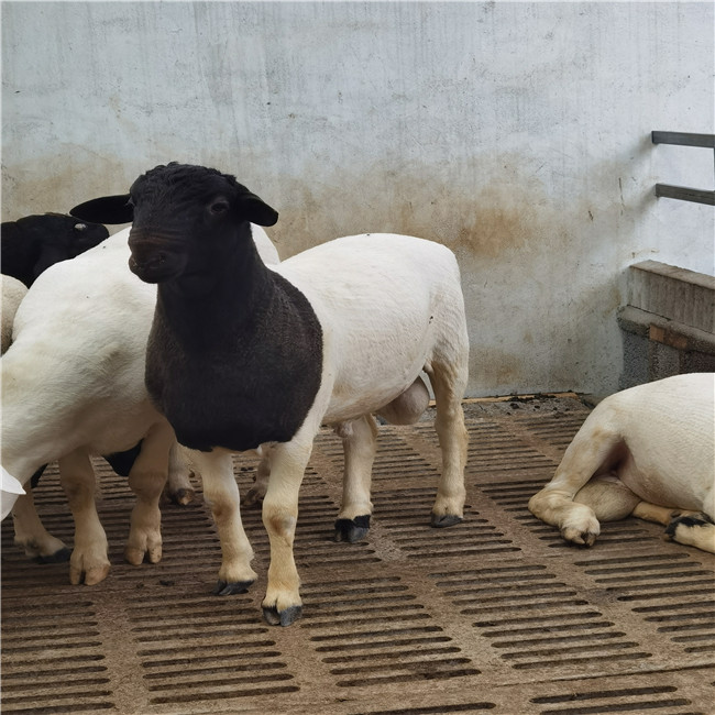 今日波尔山羊批发多少钱一斤波尔山羊种羊场