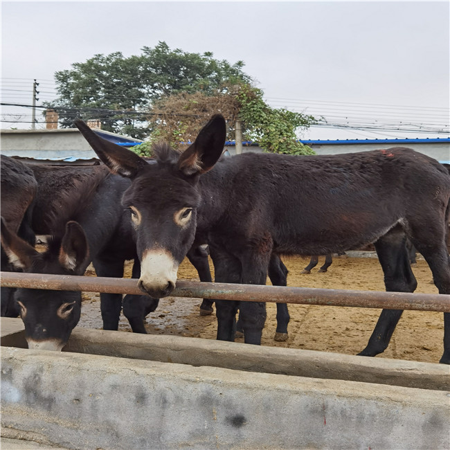正规大型肉驴繁育场养殖50头肉驴的成本