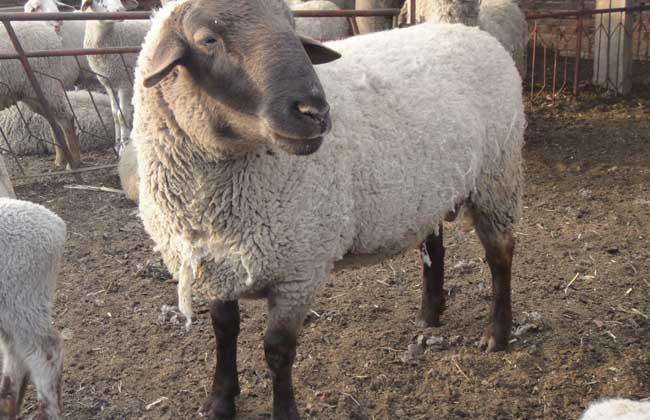 现在萨福克羊价格纯种萨福克羊种羊