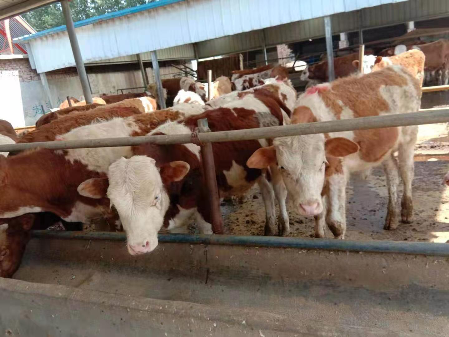 梁山县草地畜牧养殖中心为您介绍西门塔尔牛适合在哪里养殖西门塔尔牛
