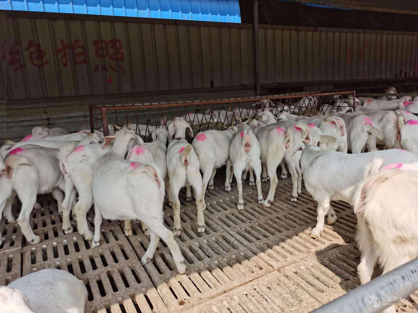 梁山县草地畜牧养殖中心为您介绍河池白山羊种苗价格多少钱一只优质