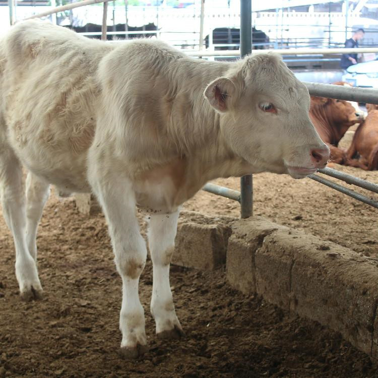 夏洛莱牛肉牛养殖场肉牛夏洛莱牛