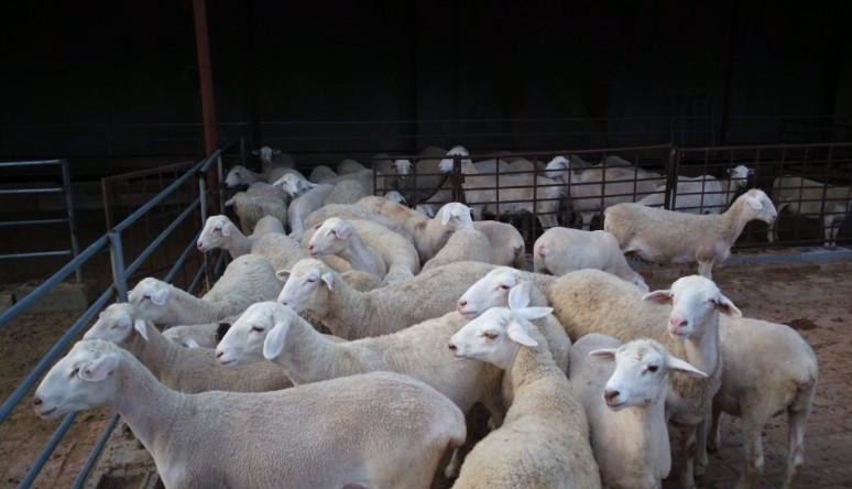 养100只澳寒杂交羊投资多少钱澳寒杂交羊养殖成本