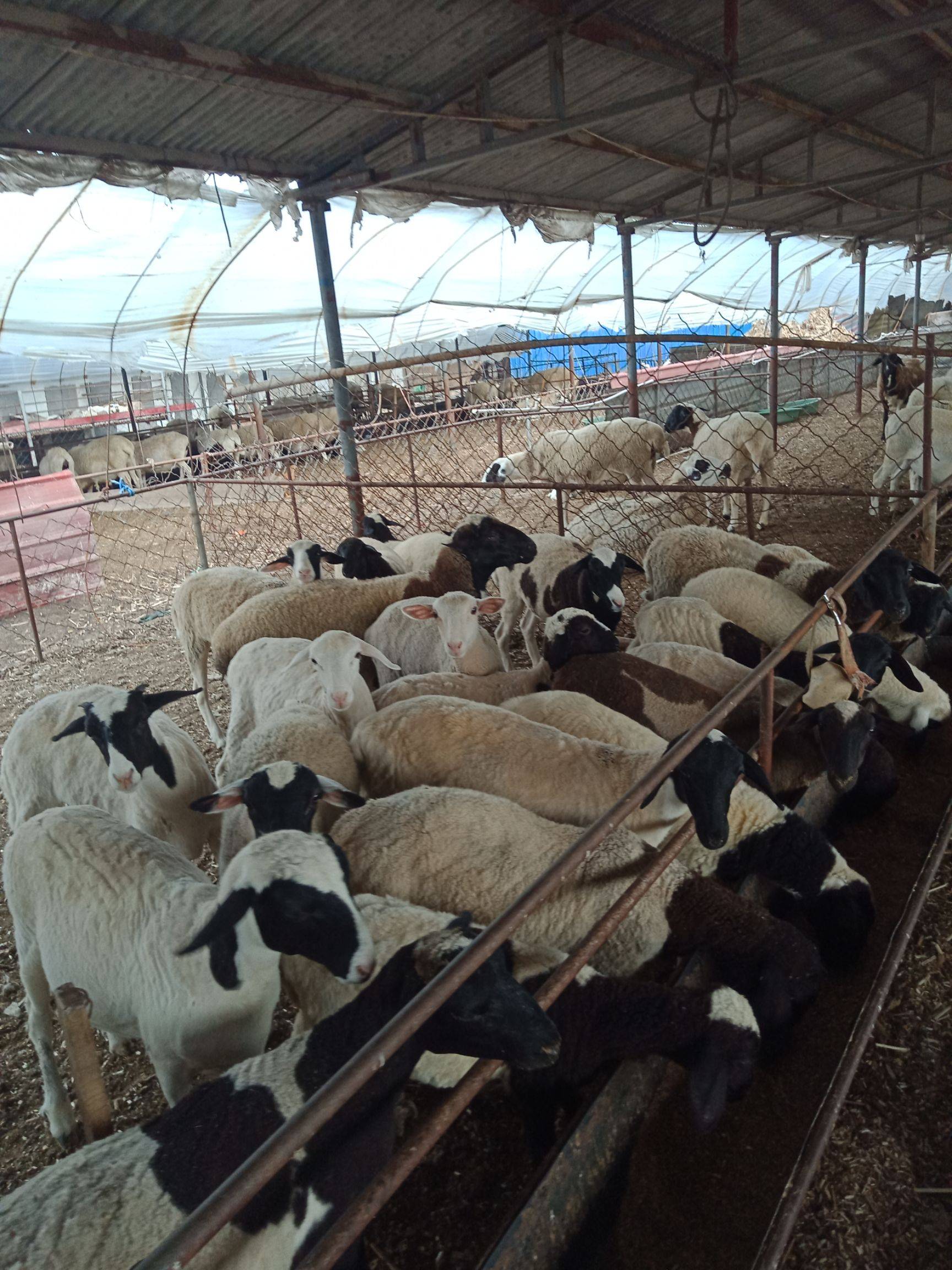 杜寒杂交羊的繁殖性能如何杜寒杂交羊养殖基地