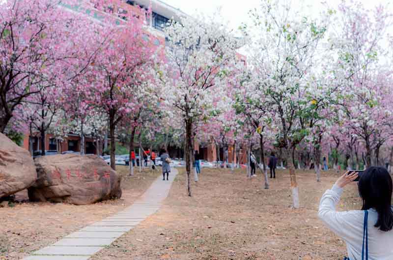 广州天河区华南农业大学专本连读好不好呢是怎么样的呢