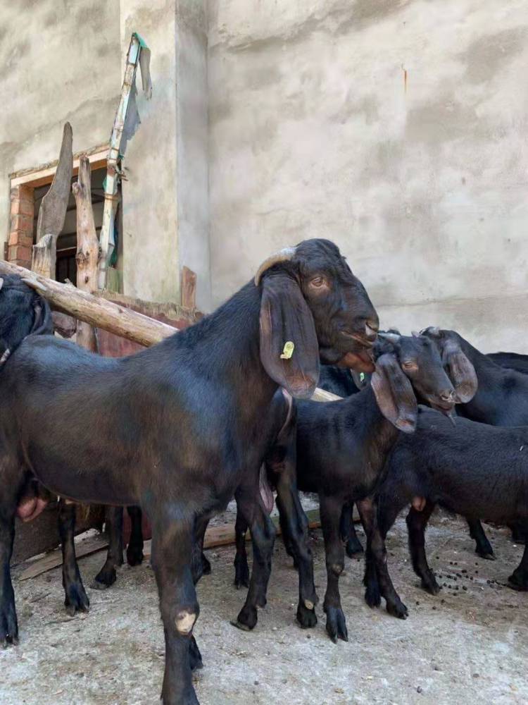 努比亚黑山羊养殖场纯种努比亚努比亚黑山羊