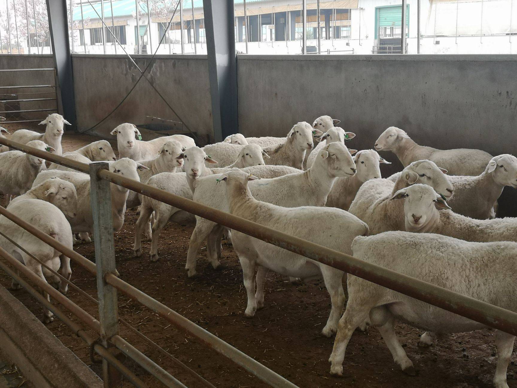 澳洲白绵羊适合在哪里养殖养殖直销活体澳洲白绵羊
