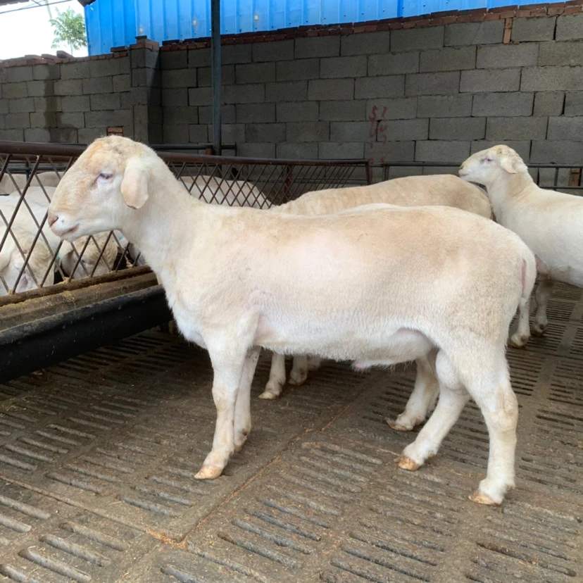 樟树澳洲白绵羊现在多少钱一斤澳洲白绵羊母羊批发价格