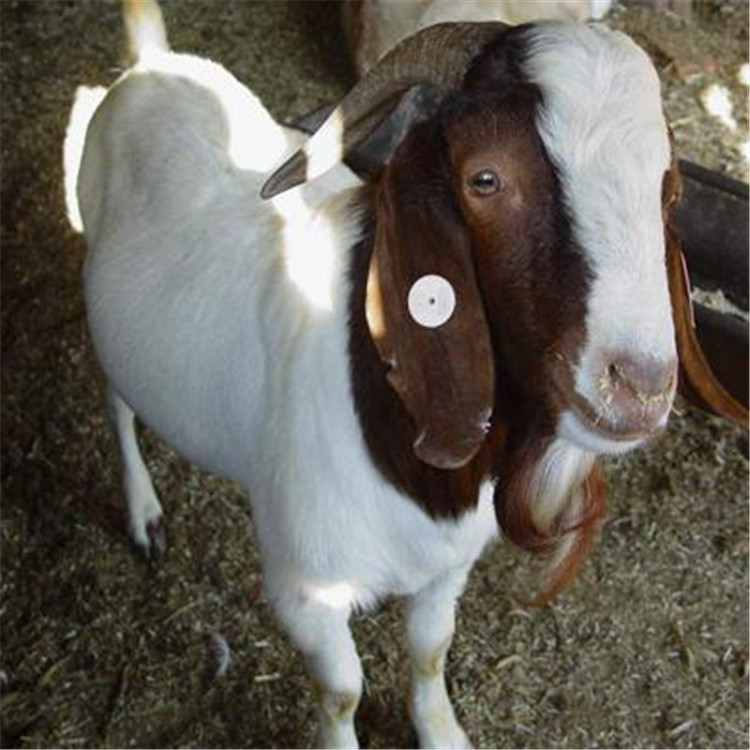 纯种波尔山羊肉羊一般在初冬时节进行种植,繁殖的年限主要根据公羊的