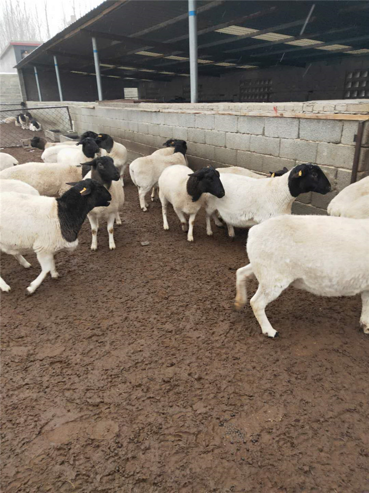 万盛区杜泊绵羊养殖利润分析杜泊绵羊种公羊怎么卖