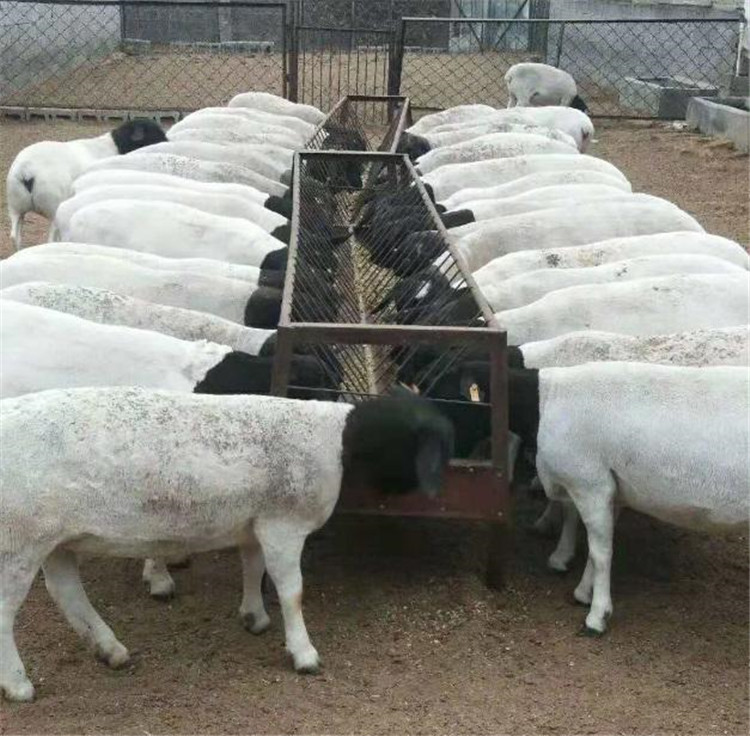 杜泊绵羊养殖场价格优良杜泊绵羊