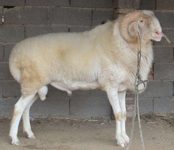 纯种小尾寒羊羊羔小尾寒羊多少钱一斤哪里能买小尾寒羊