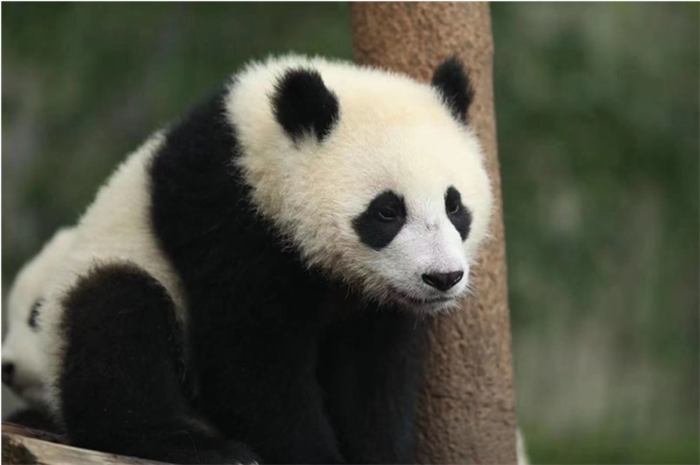 饭扫光集团认养大熊猫菜菜(乳名润玥)