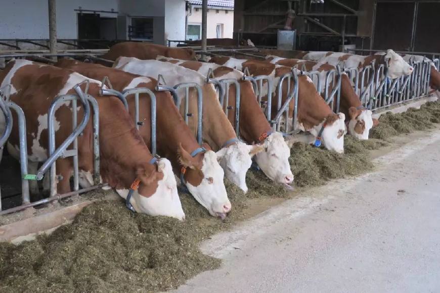 纯种西门塔尔牛出售活牛养殖鲁西黄牛小牛犊家养大型
