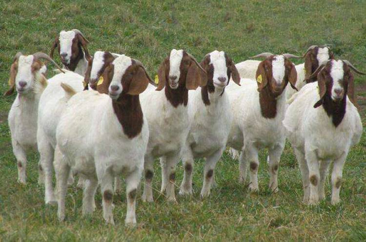 *波尔山羊种公羊价格便宜,欢迎来电咨询!