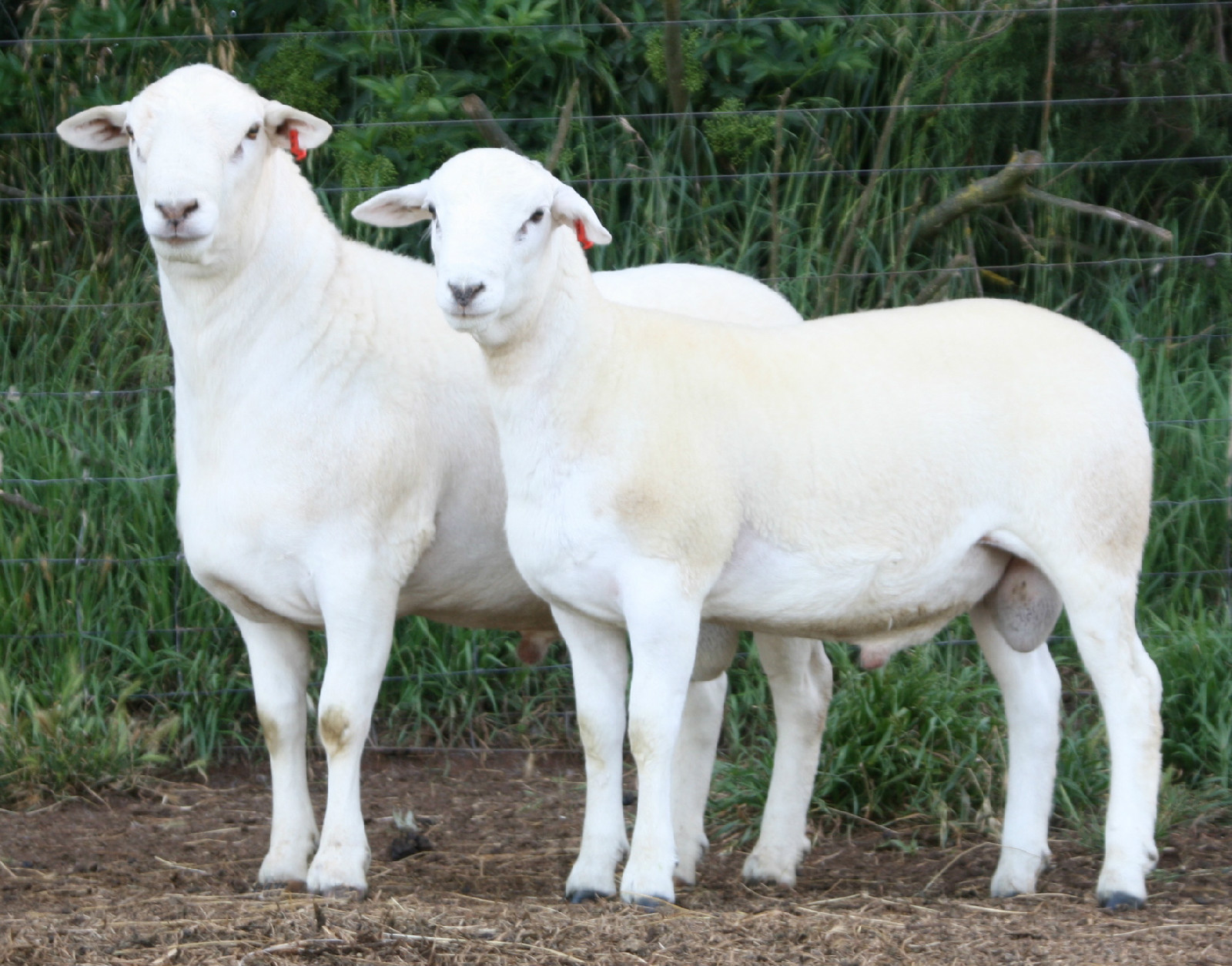 哈尔滨澳洲白绵羊和小尾寒羊的区别报价让您满意