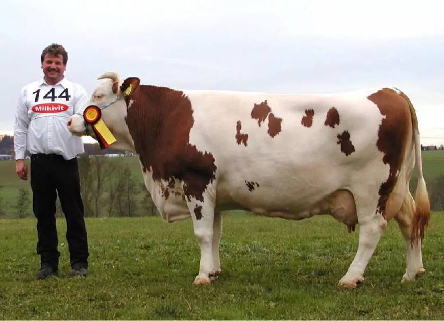 纯种西门塔尔牛出售活牛养殖鲁西黄牛小牛犊家养大型