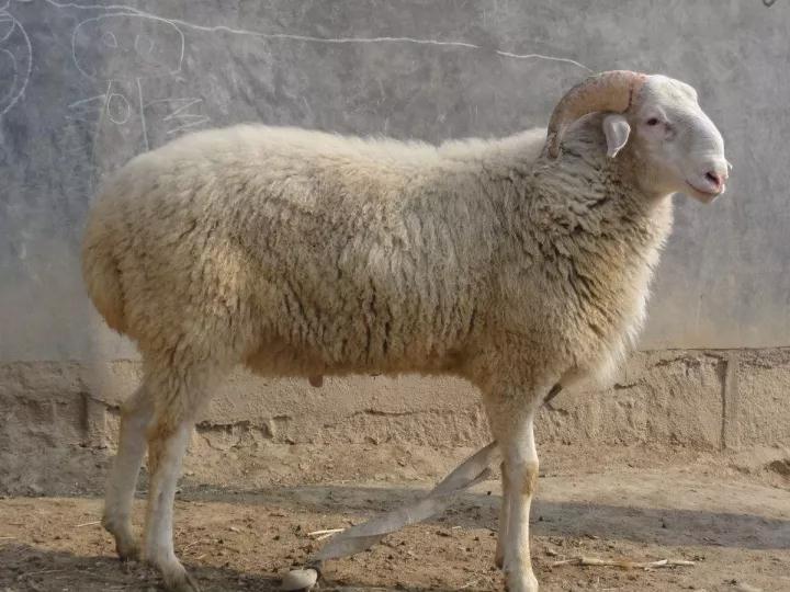 小尾寒羊怀孕母羊繁殖纯种小尾寒羊小羊羔公母种公羊