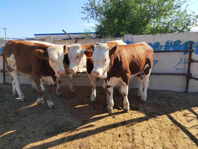 纯种西门塔尔牛出售活牛养殖鲁西黄牛小牛犊家养大型种牛