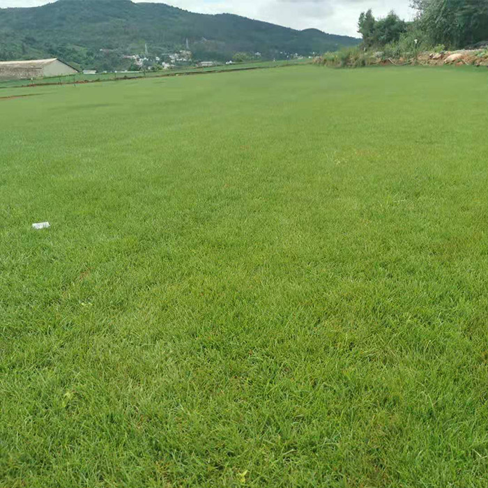 晋宁绿化草坪