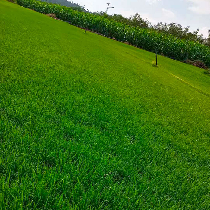 贵州草坪种植基地