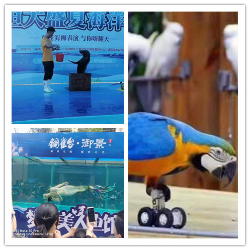 舞狮表演,动物互动海洋馆:海狮表演,企鹅展览,海狮演出.