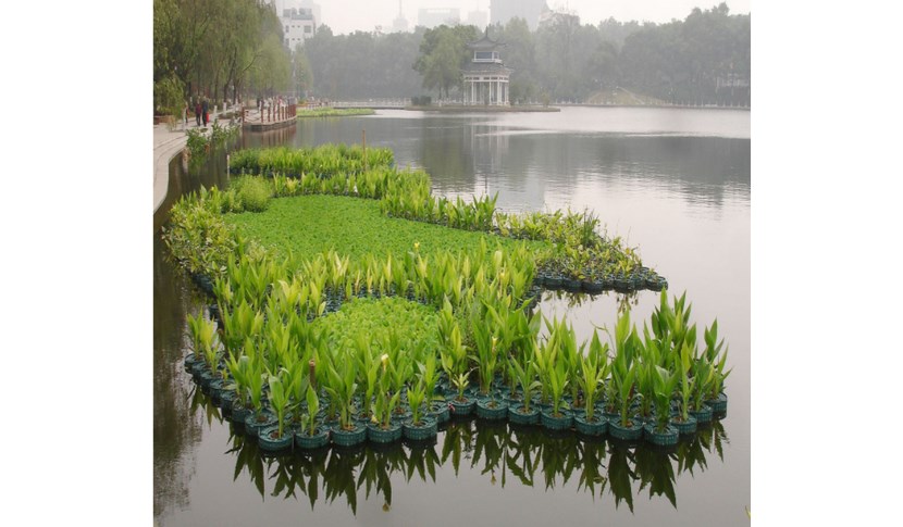 浩宇水生植物销售有限公司