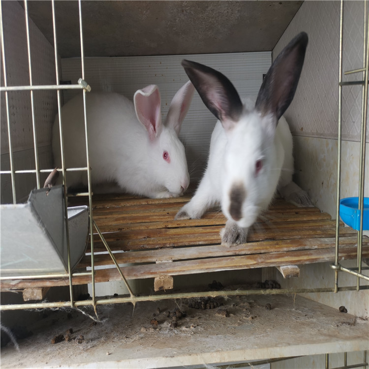 铜仁兔子销售兔子养殖信息平台