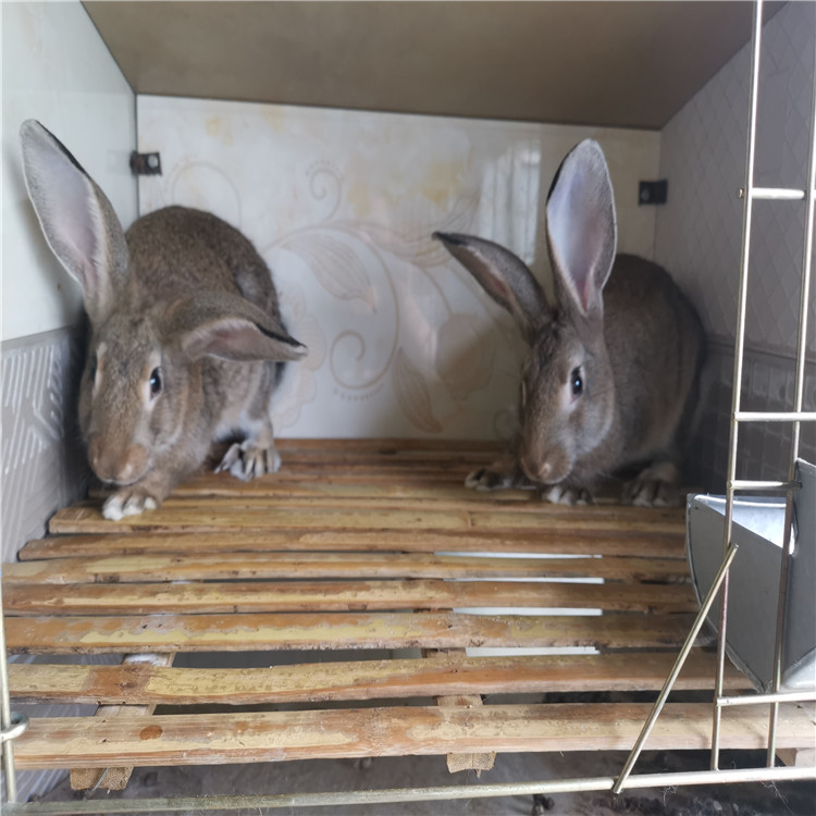 贵州堰坎兔业有限公司为您介绍贵州肉兔销售多少钱一斤兔子养殖信息