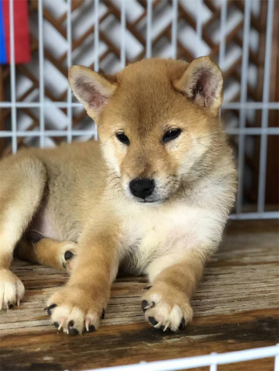 北京日本柴犬价格