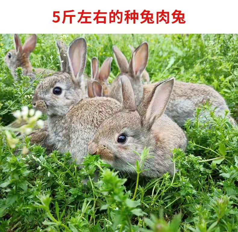 余杭公羊兔种兔养殖技术肉兔养殖场具体位置