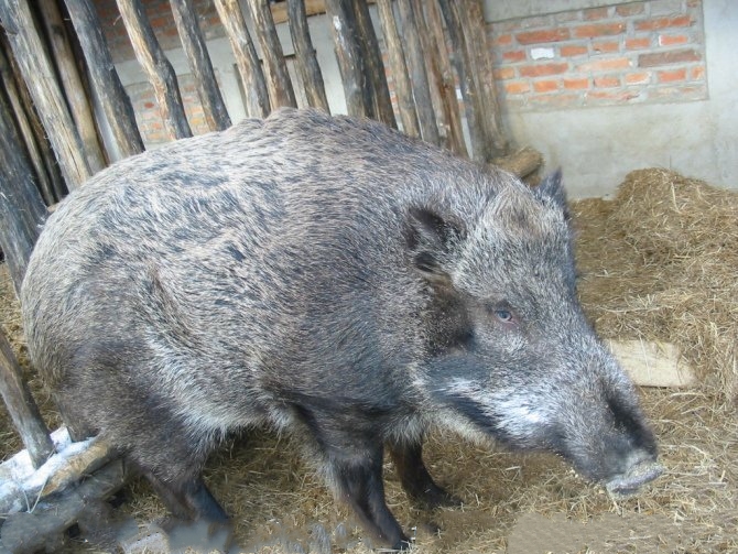 特种野猪养殖基地纯种野猪苗价格多少钱一只